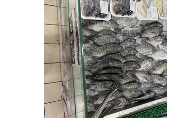 Fish fish